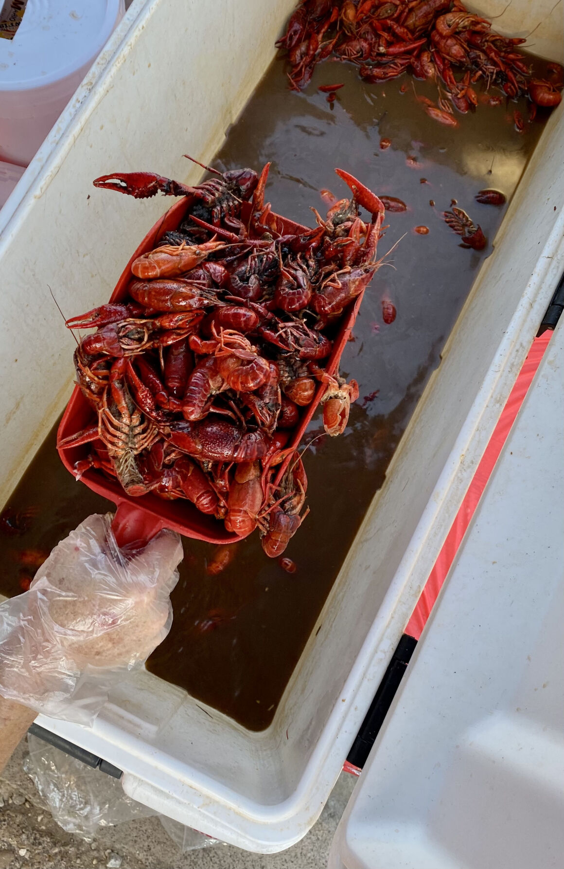 2022 Cajun Fest in Celina night_54.jpeg